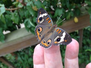 Tropical Buckeye butterfly